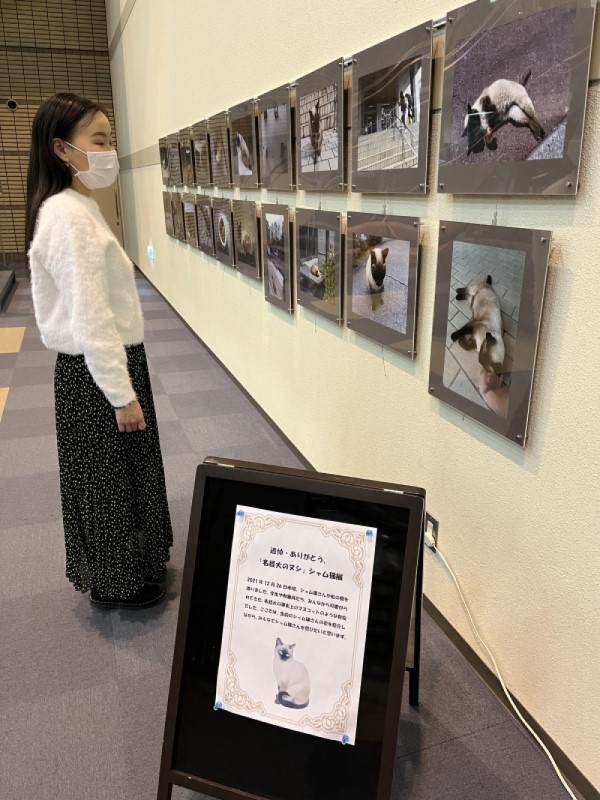 追悼・ありがとう、「名経大のヌシ」シャム猫展