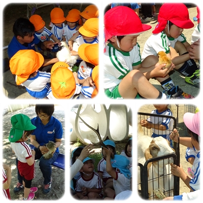幼稚園に移動動物園が来ました 新着情報 名古屋経済大学付属 市邨